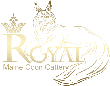Contact - Maine Coon Cattery