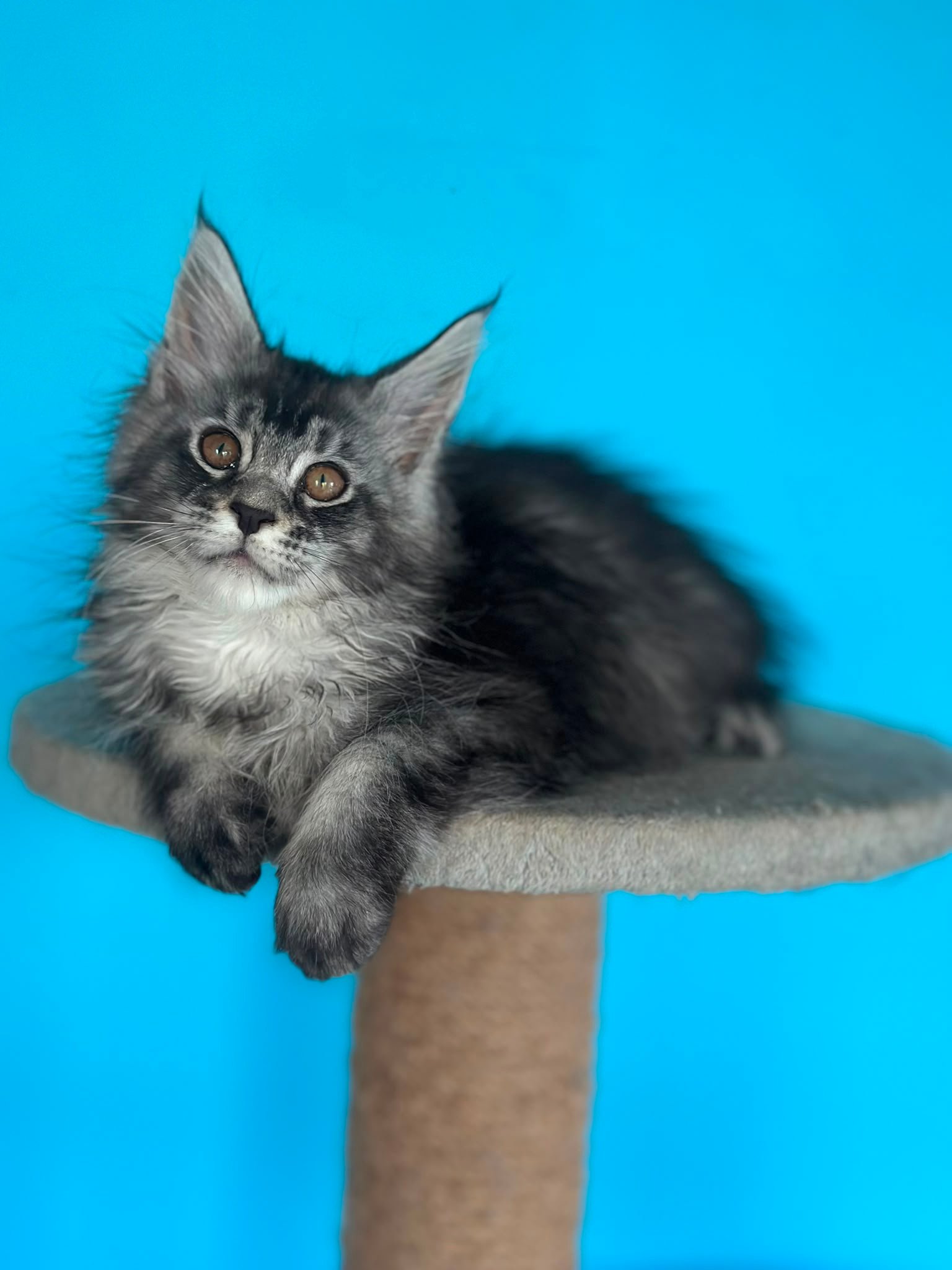 MCO Uslada, black silver ticked Maine Coon kitten
